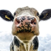 Closeup of a cow's face.