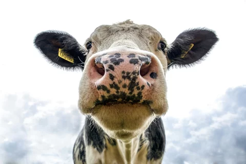 Closeup of a cow's face.